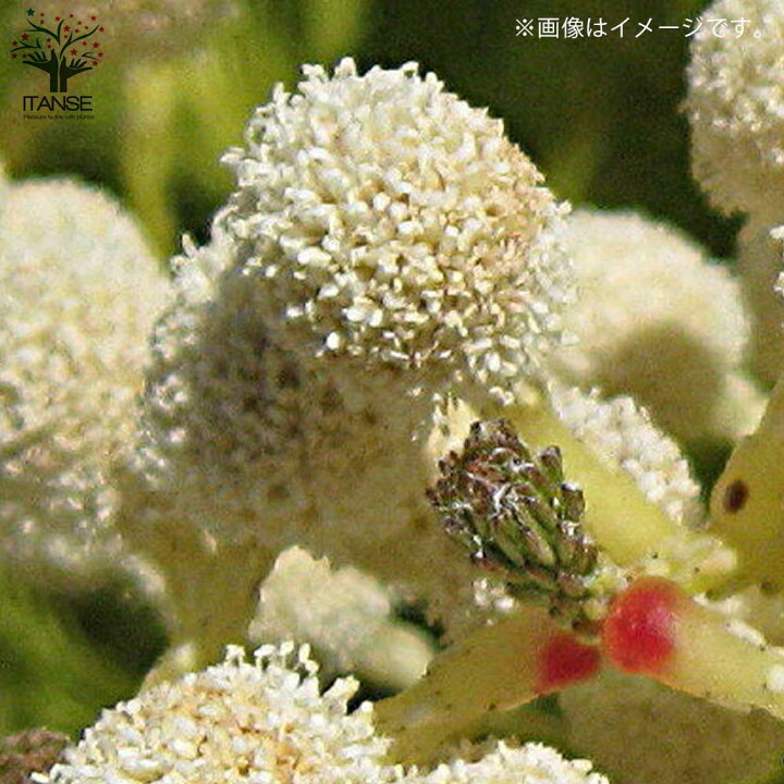楽天市場 送料無料 バーゼリア ラヌギノーサ 庭木 花木苗 常緑低木3号ポット苗 1個売り 園芸品種 ガーデニング シンボルツリー 鑑賞 植物販売のｉｔａｎｓｅ楽天市場店