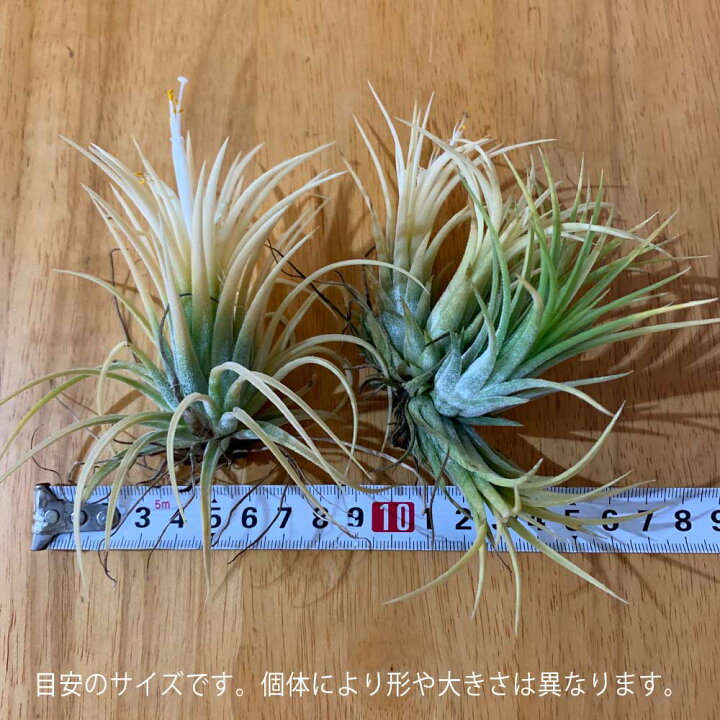 1494円 年末のプロモーション特価 エアプランツ チランジア フックシー Lサイズ 1個 送料無料