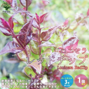 苗 スイカ 植木 盆栽の人気商品 通販 価格比較 価格 Com 苗 スイカ 植木 盆栽の人気商品 通販 価格比較 価格 Com