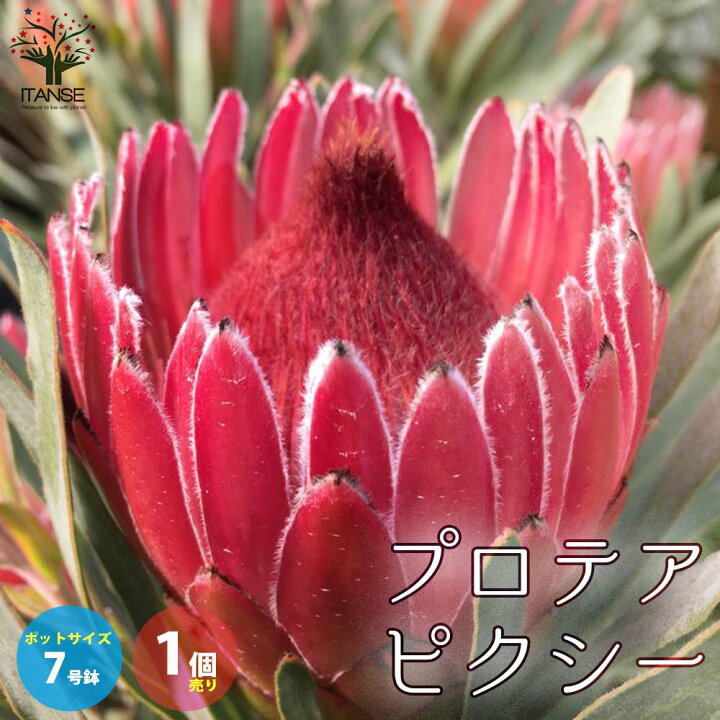楽天市場 送料無料 プロテア ピクシー 庭木 花木苗7号鉢大苗 1個売り フラワー ガーデニング シンボルツリー 鑑賞 ガーデン ボタニカル 植物販売のｉｔａｎｓｅ楽天市場店