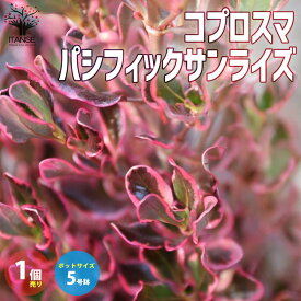 【送料無料】コプロスマ・パシフィックサンライズ【庭木 カラーリーフ・低木5号大苗／1個売り】フラワー ガーデニング シンボルツリー 鑑賞 ガーデン ボタニカル