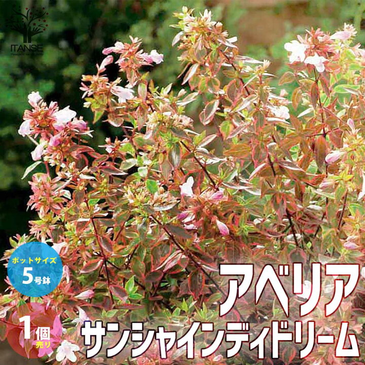 楽天市場 送料無料 アベリア サンシャインデイドリーム 庭木 カラーリーフ 低木5号ポット苗 1個売り 園芸品種 花木 花苗 木 ガーデニング 植物販売のｉｔａｎｓｅ楽天市場店