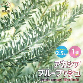 楽天市場 アカシア ブルーブッシュの通販