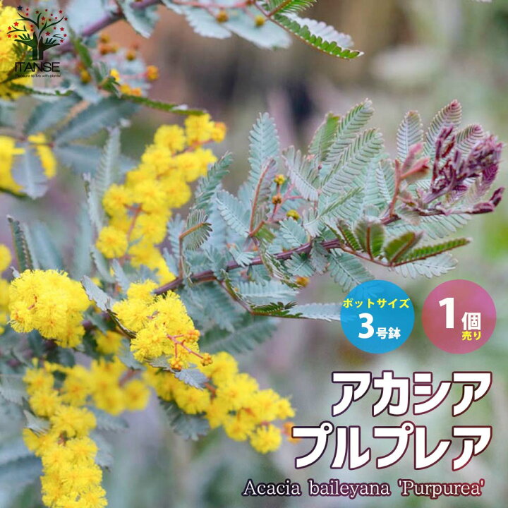 楽天市場 送料無料 銅葉ミモザアカシア アカシア プルプレア 庭木 花木3号ポット苗 1個売り ミモザアカシア 銅葉アカシア ハナアカシア ミモザ 花木 花木苗 花苗 花の苗 グランドカバー 植物販売のitanse楽天市場店 楽天市場 送料無料 銅葉ミモザアカシア アカシア プルプレア 庭木 花木3号ポット苗 1個売り ミモザアカシア 銅葉アカシア ハナアカシア ミモザ 花木 花木苗 花苗 花の苗 グランドカバー 植物販売のitanse楽天市場店