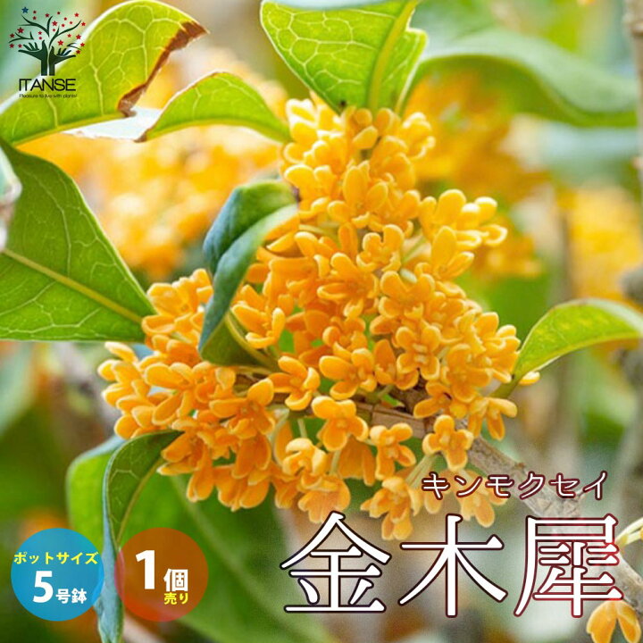 楽天市場 送料無料 金木犀 キンモクセイ 庭木 花木5号ポット 1個売り ジンチョウゲ クチナシ 三大香木 シンボルツリー 常緑小高木 銀木犀 植物販売のitanse楽天市場店 楽天市場 送料無料 金木犀 キンモクセイ 庭木 花木5号ポット 1個売り ジンチョウゲ クチナシ 三大香木 シンボルツリー 常緑小高木 銀木犀 植物販売のitanse楽天市場店