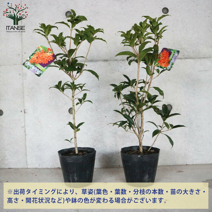 移動する 熱心 演じる 金木犀 鉢植え ベランダ ファンド 比較 おもしろい