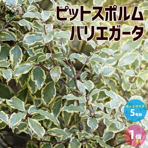 yzsbgX| oGK[^   _5c 1 J[[t |i Ԗ ԕc  K[fjO  [