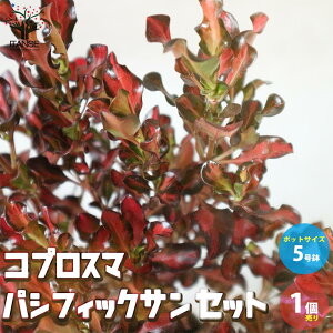 yzRvX} pVtBbNTZbg ԕc J[[t 5c 1 J[[t |i Ԗ ԕc  K[fjO  [