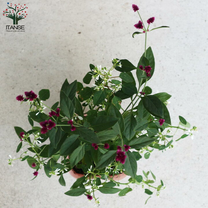 楽天市場 送料無料 千紅花火とユーフォルビア ホワイトラブの寄せ植え苗 花苗 10 5cmポット お買い得2個セット カラーリーフ 園芸品種 花木 花苗 木 ガーデニング 植物販売のitanse楽天市場店 楽天市場 送料無料 千紅花火とユーフォルビア ホワイトラブの寄せ植え苗 花苗 10 5cmポット お買い得2個セット カラーリーフ 園芸品種 花木 花苗 木 ガーデニング 植物販売のitanse楽天市場店