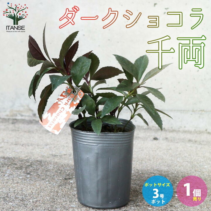 楽天市場 送料無料 千両 ダークショコラ 庭木 花木 3号ポット 1個売り 縁起木 縁起物 庭木 植木 花木 正月 インテリア 植物販売のitanse楽天市場店 楽天市場 送料無料 千両 ダークショコラ 庭木 花木 3号ポット 1個売り 縁起木 縁起物 庭木 植木 花木 正月 インテリア 植物販売のitanse楽天市場店