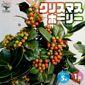 【送料無料】クリスマスホーリー 庭木 5号鉢 実付き大苗 1個売り 西洋ヒイラギの苗 イングリッシュホーリー苗 ヒイラギモチ クリスマス ホーリー モチノキ 送料無料 即納