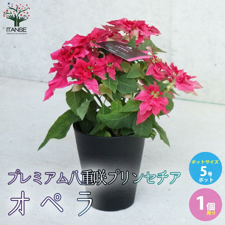 楽天市場 送料無料 プレミアム八重咲 プリンセチアオペラ 花苗 5号鉢 1個売り プリンセチア オペラ 八重咲き サントリーフラワーズ ユーフォルビア プリンセス ポインセチア 花 花苗 花の苗 フラワー 多年草 Cyclamen Persicum 植物販売のitanse楽天市場店 楽天市場 送料無料 プレミアム八重咲 プリンセチアオペラ 花苗 5号鉢 1個売り プリンセチア オペラ 八重咲き サントリーフラワーズ ユーフォルビア プリンセス ポインセチア 花 花苗 花の苗 フラワー 多年草 Cyclamen Persicum 植物販売のitanse楽天市場店