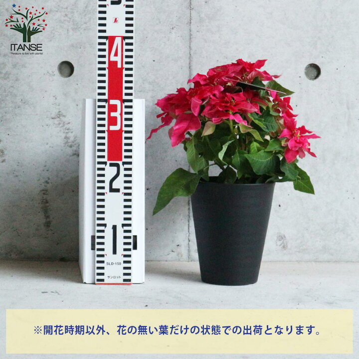 楽天市場 送料無料 プレミアム八重咲 プリンセチアオペラ 花苗 5号鉢 1個売り プリンセチア オペラ 八重咲き サントリーフラワーズ ユーフォルビア プリンセス ポインセチア 花 花苗 花の苗 フラワー 多年草 Cyclamen Persicum 植物販売のitanse楽天市場店 楽天市場 送料無料 プレミアム八重咲 プリンセチアオペラ 花苗 5号鉢 1個売り プリンセチア オペラ 八重咲き サントリーフラワーズ ユーフォルビア プリンセス ポインセチア 花 花苗 花の苗 フラワー 多年草 Cyclamen Persicum 植物販売のitanse楽天市場店