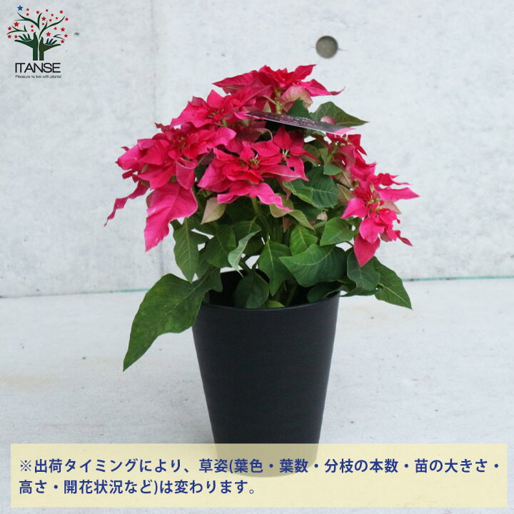 楽天市場 送料無料 プレミアム八重咲 プリンセチアオペラ 花苗 5号鉢 1個売り プリンセチア オペラ 八重咲き サントリーフラワーズ ユーフォルビア プリンセス ポインセチア 花 花苗 花の苗 フラワー 多年草 Cyclamen Persicum 植物販売のitanse楽天市場店 楽天市場 送料無料 プレミアム八重咲 プリンセチアオペラ 花苗 5号鉢 1個売り プリンセチア オペラ 八重咲き サントリーフラワーズ ユーフォルビア プリンセス ポインセチア 花 花苗 花の苗 フラワー 多年草 Cyclamen Persicum 植物販売のitanse楽天市場店