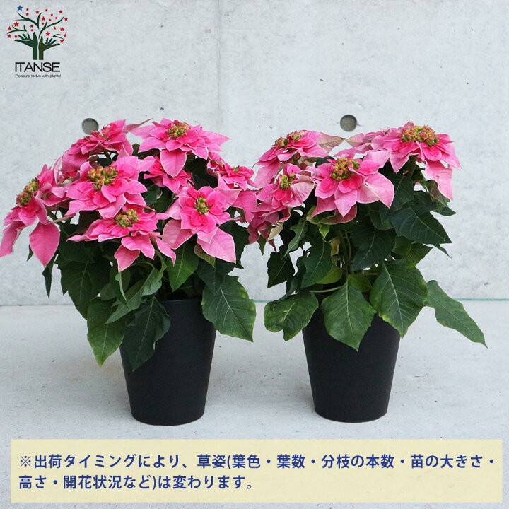 楽天市場 送料無料 プレミアム八重咲 プリンセチアローザ 花苗 5号鉢 1個売り プリンセチア オペラ 八重咲き サントリーフラワーズ ユーフォルビア プリンセス ポインセチア 花 花苗 花の苗 フラワー 多年草 Cyclamen Persicum 植物販売のｉｔａｎｓｅ楽天市場店