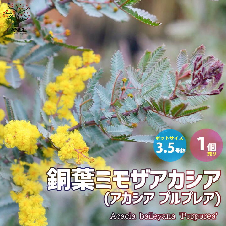 楽天市場 送料無料 銅葉ミモザアカシア アカシア プルプレア 庭木 花木3 5号ポット苗 1個売り ミモザアカシア 銅葉アカシア ハナアカシア ミモザ 花木 花木苗 花苗 花の苗 グランドカバー 植物販売のｉｔａｎｓｅ楽天市場店