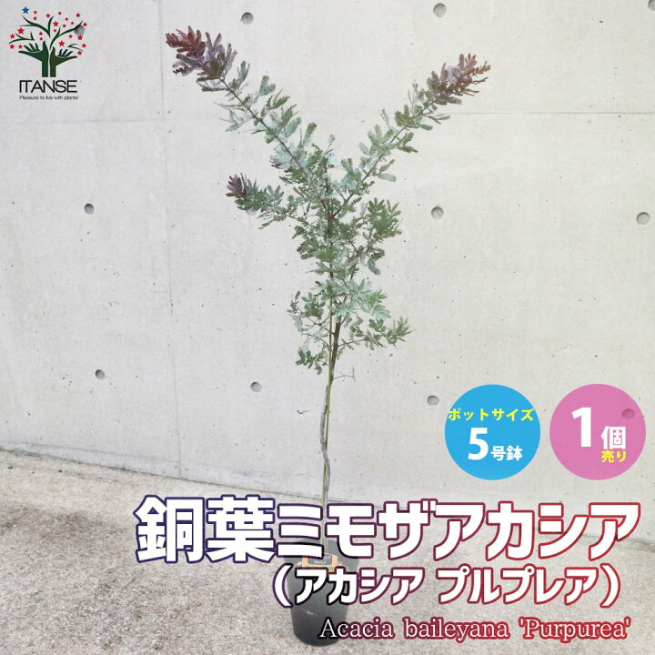 1740円 国内在庫 ミモザの苗 アカシア 花木苗 庭木 6号鉢 1個