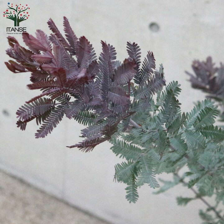 送料無料 アカシアプルプレア ギンヨウアカシア 9cmポット 庭木 銅葉ミモザアカシア お買い得3個セット