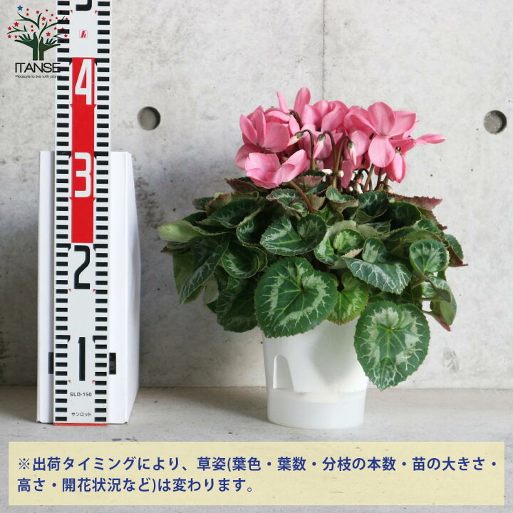 楽天市場 送料無料 シクラメンココア 開花株 花苗 5号ポット 底面給水鉢 1個売り シクラメン カガリビバナ フラワー サクラソウ科 シクラメン属 開花株 ガーデンシクラメン 多年草 Cyclamen Persicum 植物販売のitanse楽天市場店 楽天市場 送料無料 シクラメンココア 開花株 花苗 5号ポット 底面給水鉢 1個売り シクラメン カガリビバナ フラワー サクラソウ科 シクラメン属 開花株 ガーデンシクラメン 多年草 Cyclamen Persicum 植物販売のitanse楽天市場店