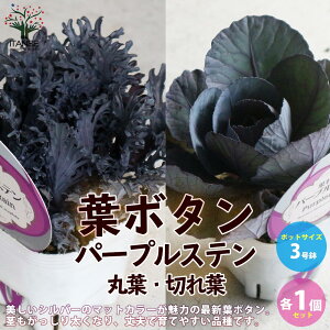 yzt{^p[vXe؂t ( _˃WFk ) ԕc 3|bgc 2Zbg n{^̕c tO t{^ t{^̕c Y  K[fjO  [