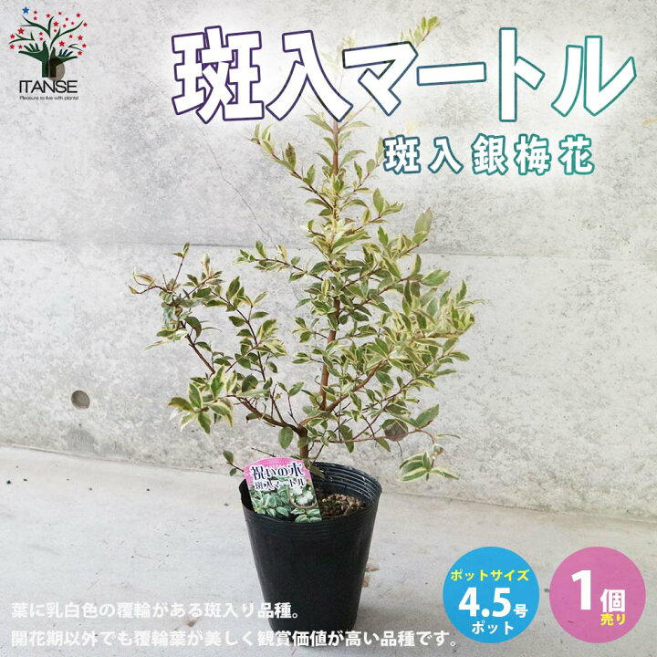 楽天市場 送料無料 斑入マートル 斑入銀梅花 庭木 花木 常緑低木苗4 5号ポット苗 1個売り Myrtus ギンバイカ ギンコウバイ 銀香梅 銀梅花 オーナメンタルプランツ 植物販売のitanse楽天市場店 楽天市場 送料無料 斑入マートル 斑入銀梅花 庭木 花木 常緑低木苗4 5号ポット苗 1個売り Myrtus ギンバイカ ギンコウバイ 銀香梅 銀梅花 オーナメンタルプランツ 植物販売のitanse楽天市場店