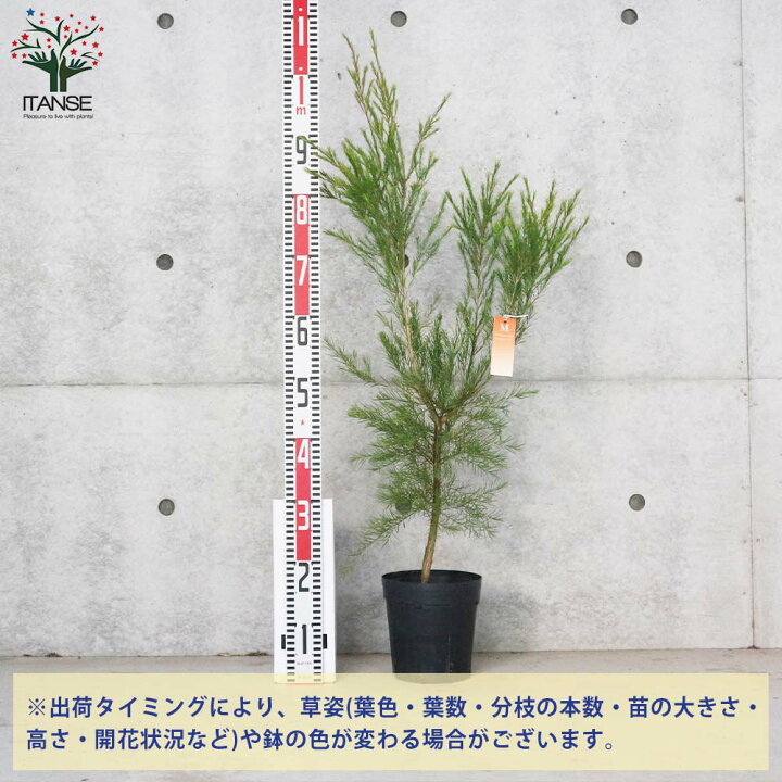 楽天市場 送料無料 メラレウカ メディカルティーツリー 庭木 庭園樹木 ハーブ6号 1個売り ティーツリー 丈夫 低木 常緑低木 常緑高木 お花 多年草 キャプテン クック 植物販売のｉｔａｎｓｅ楽天市場店