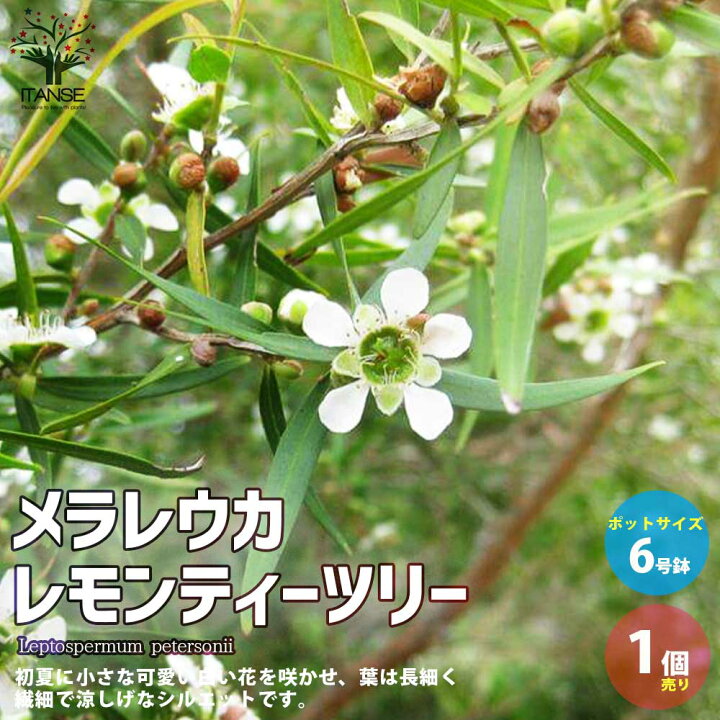 楽天市場 送料無料 メラレウカ レモンティーツリー 庭木 庭園樹木 ハーブ6号 1個売り ティーツリー 丈夫 低木 常緑低木 常緑高木 お花 多年草 キャプテン クック 植物販売のｉｔａｎｓｅ楽天市場店