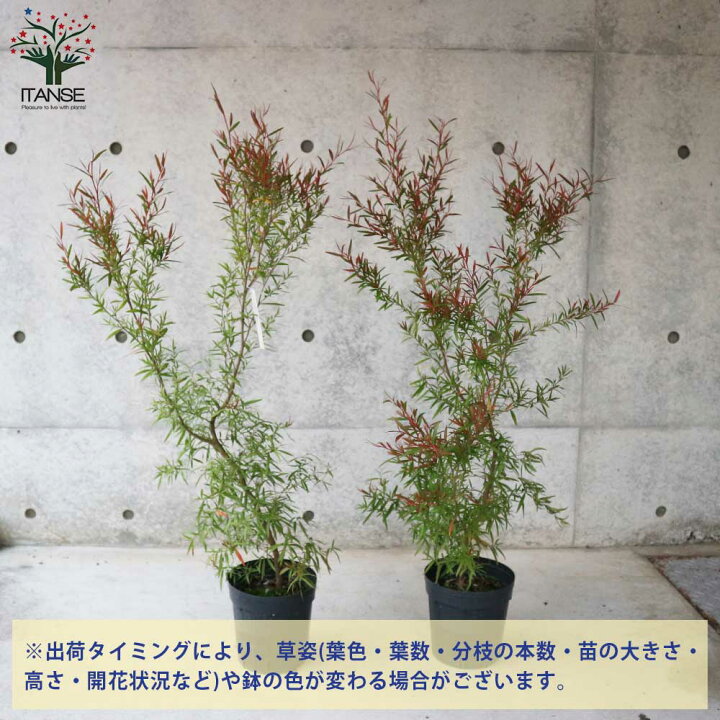 楽天市場 送料無料 メラレウカ レモンティーツリー 庭木 庭園樹木 ハーブ6号 1個売り ティーツリー 丈夫 低木 常緑低木 常緑高木 お花 多年草 キャプテン クック 植物販売のitanse楽天市場店 楽天市場 送料無料 メラレウカ レモンティーツリー 庭木 庭園樹木 ハーブ6号 1個売り ティーツリー 丈夫 低木 常緑低木 常緑高木 お花 多年草 キャプテン クック 植物販売のitanse楽天市場店