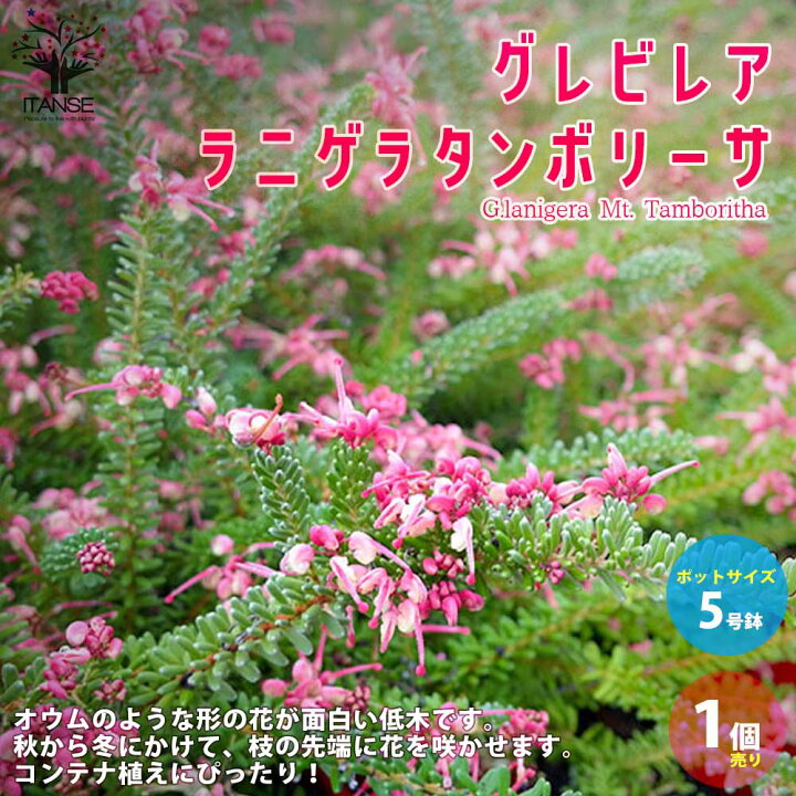 楽天市場 送料無料 グレビレア ラニゲラタンボリーサ 庭木 花木苗5号鉢大苗 1個売り グレビレア グレヴィレア ラニゲラタンボリーサ ヤマモガシ ラニゲラ 丈夫 低木 常緑低木 植物販売のｉｔａｎｓｅ楽天市場店