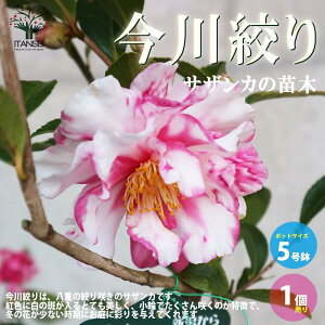 yzTUJ i ԕc 5 1  R |i A 񂹐A J[[t c Ԗ  A ~  [