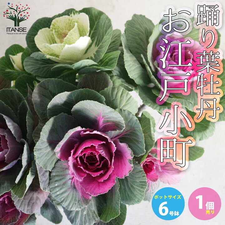 楽天市場 送料無料 葉ボタン踊り葉牡丹 お江戸小町 花苗 6号鉢大苗 1個売り ハボタンの苗 葉牡丹 葉ボタン 葉ボタンの苗 添え物 お正月 ガーデニング 植物販売のｉｔａｎｓｅ楽天市場店