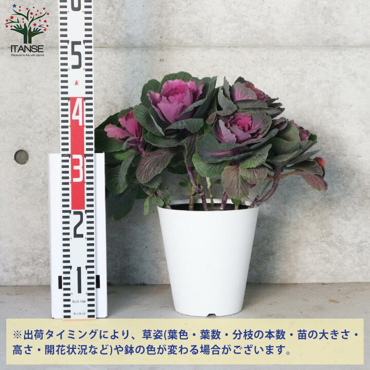 楽天市場 送料無料 葉ボタン踊り葉牡丹 お江戸小町 花苗 6号鉢大苗 1個売り ハボタンの苗 葉牡丹 葉ボタン 葉ボタンの苗 添え物 お正月 ガーデニング 植物販売のitanse楽天市場店 楽天市場 送料無料 葉ボタン踊り葉牡丹 お江戸小町 花苗 6号鉢大苗 1個売り ハボタンの苗 葉牡丹 葉ボタン 葉ボタンの苗 添え物 お正月 ガーデニング 植物販売のitanse楽天市場店