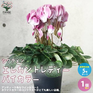 yzVN GKgfB[ oCJ[ ԕc JԊ5 ʋ 1 VN JKroi t[ TN\E VN JԊ K[fVN N