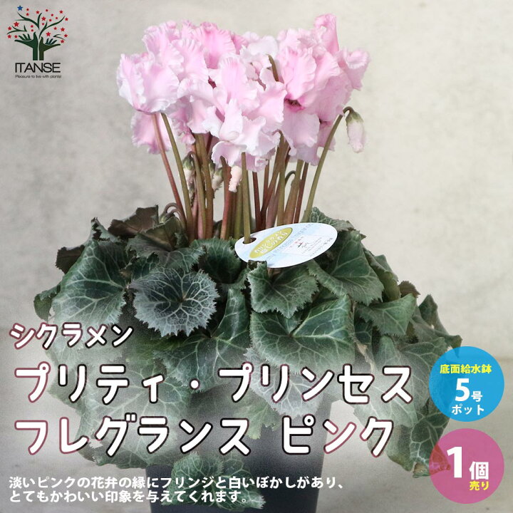 楽天市場 送料無料 11 10以降順次出荷予定 シクラメン プリティ プリンセス フレグランス ピンク 花苗 開花株5号 底面給水鉢 1個売り シクラメン カガリビバナ フラワー サクラソウ科 シクラメン属 開花株 ガーデンシクラメン 多年草 Cyclamen Persicum 楽天市場 送料無料 11 10以降順次出荷予定 シクラメン プリティ プリンセス フレグランス ピンク 花苗 開花株5号 底面給水鉢 1個売り シクラメン カガリビバナ フラワー サクラソウ科 シクラメン属 開花株 ガーデンシクラメン 多年草 Cyclamen Persicum
