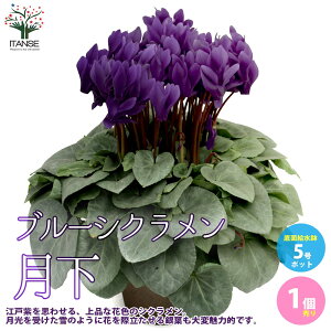 yzVN  ԕc JԊ5 ʋ 1 VN JKroi t[ TN\E VN JԊ K[fVN N Cyclamen persicum  