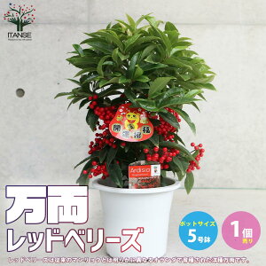 yz m햜 bhx[Y  5 1 c ̕c N N  A Ԗ  Ϗܗp Ϗ܉l Ȃ  [