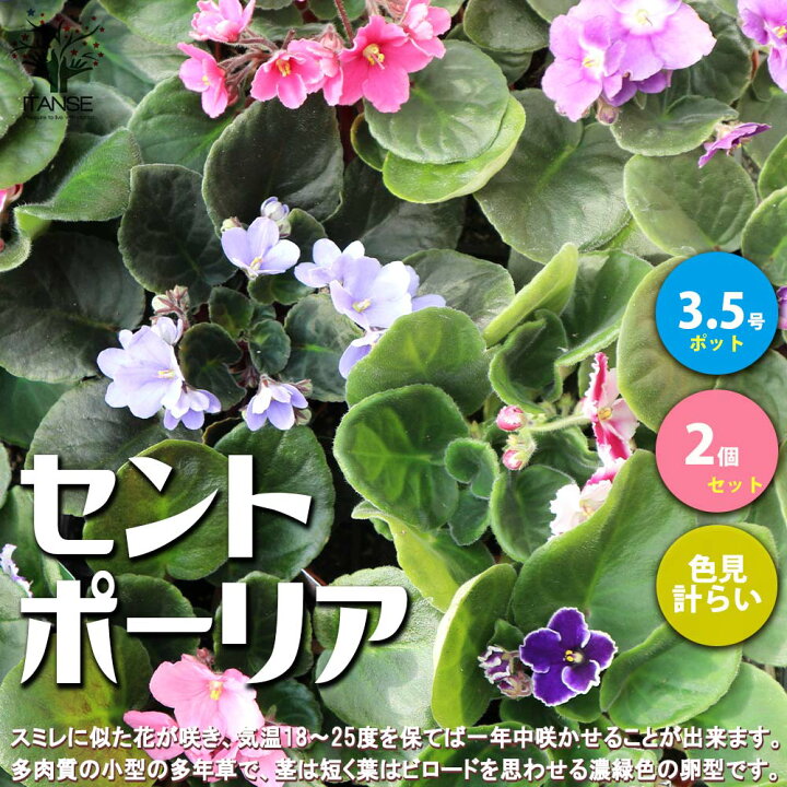 楽天市場 送料無料 セントポーリア色ミックス見計らい 花苗 3 5号ポット苗 お買い得2個セット 花苗 お花 多肉質 小型 ビロード 卵型 スミレ 室内花 アフリカスミレ イワタバコ科カラーリーフ 植物販売のｉｔａｎｓｅ楽天市場店