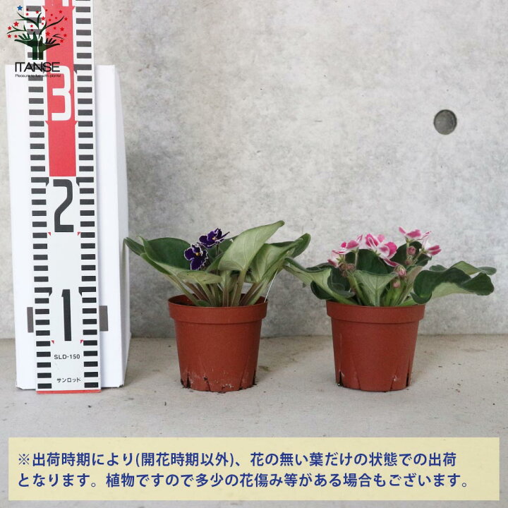 楽天市場 送料無料 セントポーリア色ミックス見計らい 花苗 3 5号ポット苗 お買い得3個セット 花苗 お花 多肉質 小型 ビロード 卵型 スミレ 室内花 アフリカスミレ イワタバコ科カラーリーフ 植物販売のｉｔａｎｓｅ楽天市場店