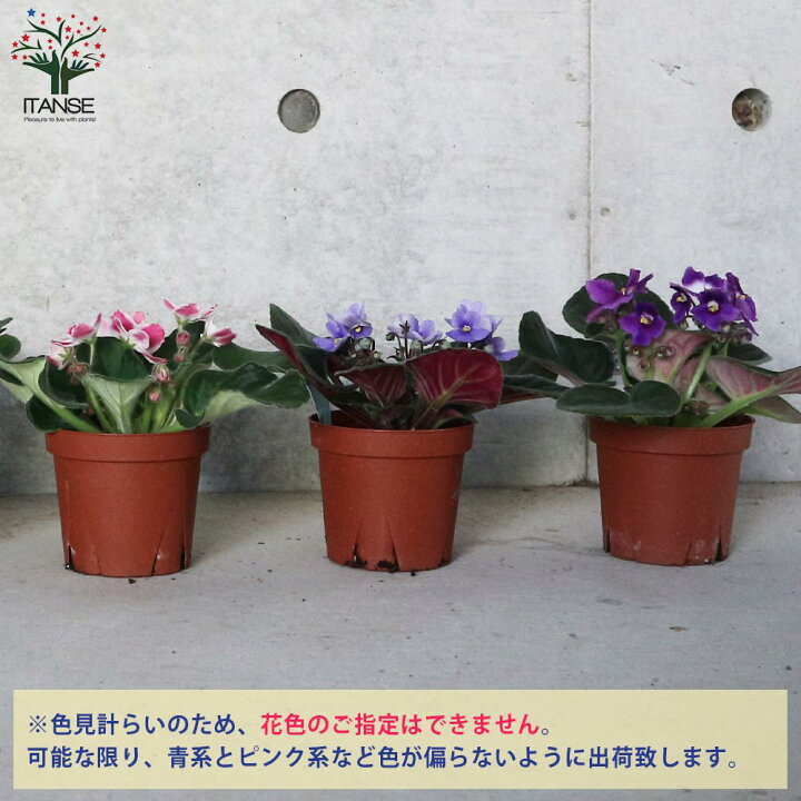 楽天市場 送料無料 セントポーリア色ミックス見計らい 花苗 3 5号ポット苗 お買い得3個セット 花苗 お花 多肉質 小型 ビロード 卵型 スミレ 室内花 アフリカスミレ イワタバコ科カラーリーフ 植物販売のｉｔａｎｓｅ楽天市場店