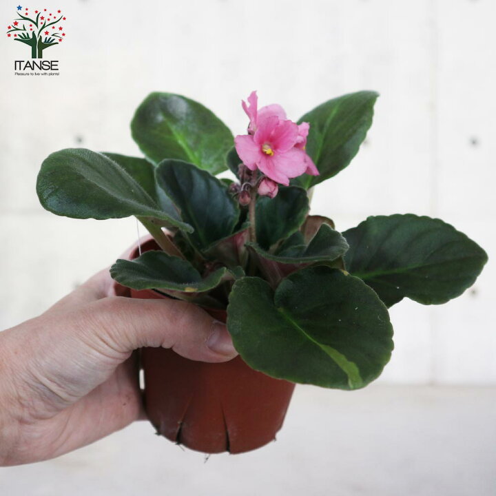 楽天市場 送料無料 セントポーリア色ミックス見計らい 花苗 3 5号ポット苗 お買い得3個セット 花苗 お花 多肉質 小型 ビロード 卵型 スミレ 室内花 アフリカスミレ イワタバコ科カラーリーフ 植物販売のitanse楽天市場店 楽天市場 送料無料 セントポーリア色ミックス見計らい 花苗 3 5号ポット苗 お買い得3個セット 花苗 お花 多肉質 小型 ビロード 卵型 スミレ 室内花 アフリカスミレ イワタバコ科カラーリーフ 植物販売のitanse楽天市場店