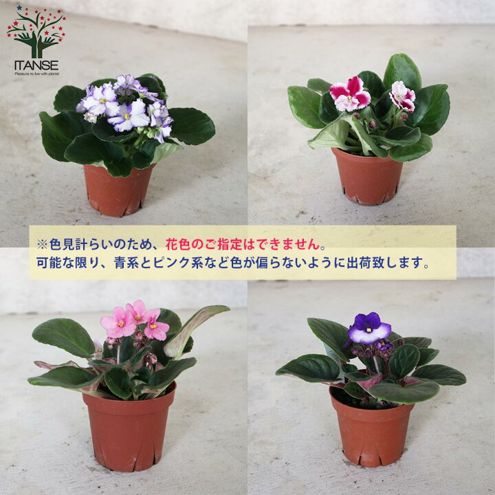 楽天市場 送料無料 セントポーリア色ミックス見計らい 花苗 3 5号ポット苗 お買い得3個セット 花苗 お花 多肉質 小型 ビロード 卵型 スミレ 室内花 アフリカスミレ イワタバコ科カラーリーフ 植物販売のitanse楽天市場店 楽天市場 送料無料 セントポーリア色ミックス見計らい 花苗 3 5号ポット苗 お買い得3個セット 花苗 お花 多肉質 小型 ビロード 卵型 スミレ 室内花 アフリカスミレ イワタバコ科カラーリーフ 植物販売のitanse楽天市場店