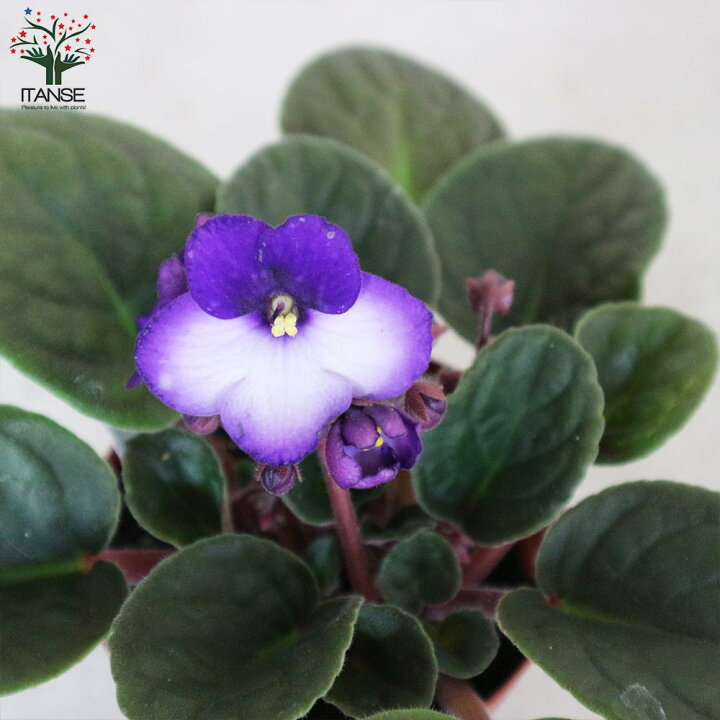 楽天市場 送料無料 セントポーリア色ミックス見計らい 花苗 3 5号ポット苗 お買い得3個セット 花苗 お花 多肉質 小型 ビロード 卵型 スミレ 室内花 アフリカスミレ イワタバコ科カラーリーフ 植物販売のｉｔａｎｓｅ楽天市場店