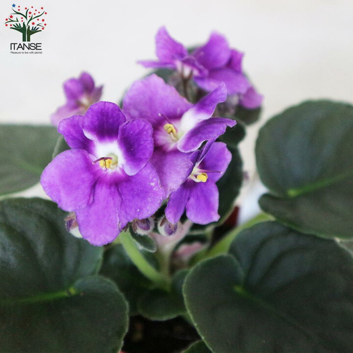 楽天市場 送料無料 セントポーリア色ミックス見計らい 花苗 3 5号ポット苗 お買い得3個セット 花苗 お花 多肉質 小型 ビロード 卵型 スミレ 室内花 アフリカスミレ イワタバコ科カラーリーフ 植物販売のitanse楽天市場店 楽天市場 送料無料 セントポーリア色ミックス見計らい 花苗 3 5号ポット苗 お買い得3個セット 花苗 お花 多肉質 小型 ビロード 卵型 スミレ 室内花 アフリカスミレ イワタバコ科カラーリーフ 植物販売のitanse楽天市場店