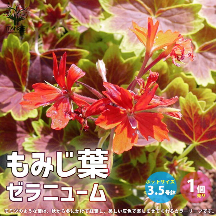 楽天市場 送料無料 もみじ葉ゼラニューム 花苗 3 5号ポット苗 1個売り モミジバゼラニウム モミジ葉ゼラニウム ゼラニウム モミジ ゼラニウム苗 ゼラニウムの苗 植物販売のｉｔａｎｓｅ楽天市場店