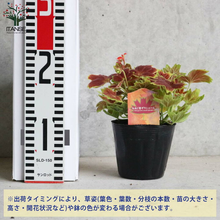楽天市場 送料無料 もみじ葉ゼラニューム 花苗 3 5号ポット苗 1個売り モミジバゼラニウム モミジ葉ゼラニウム ゼラニウム モミジ ゼラニウム苗 ゼラニウムの苗 植物販売のｉｔａｎｓｅ楽天市場店
