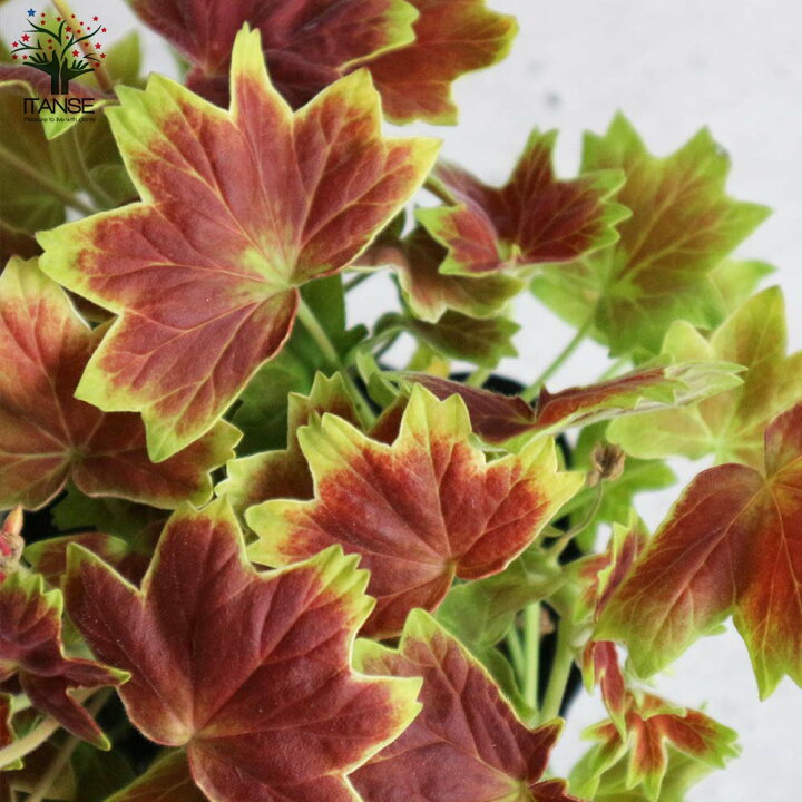 楽天市場 送料無料 もみじ葉ゼラニューム 花苗 3 5号ポット苗 1個売り モミジバゼラニウム モミジ葉ゼラニウム ゼラニウム モミジ ゼラニウム苗 ゼラニウムの苗 植物販売のｉｔａｎｓｅ楽天市場店