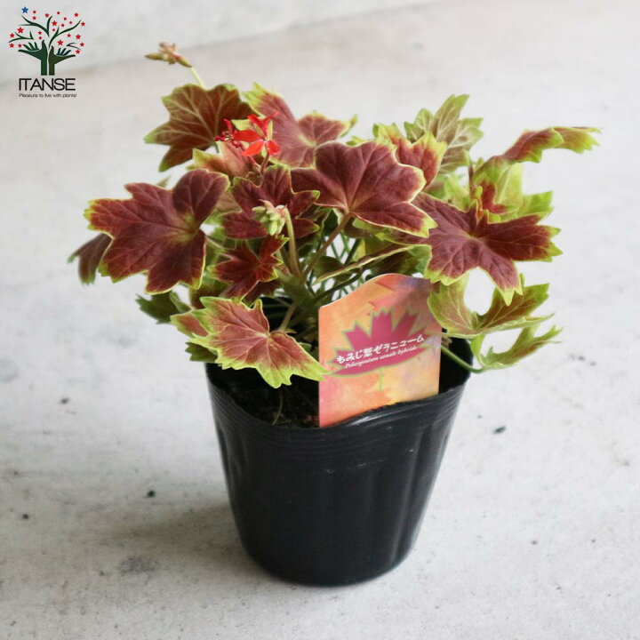 楽天市場 送料無料 もみじ葉ゼラニューム 花苗 3 5号ポット苗 1個売り モミジバゼラニウム モミジ葉ゼラニウム ゼラニウム モミジ ゼラニウム苗 ゼラニウムの苗 植物販売のｉｔａｎｓｅ楽天市場店