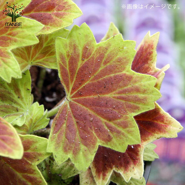 楽天市場 送料無料 もみじ葉ゼラニューム 花苗 3 5号ポット苗 1個売り モミジバゼラニウム モミジ葉ゼラニウム ゼラニウム モミジ ゼラニウム苗 ゼラニウムの苗 植物販売のｉｔａｎｓｅ楽天市場店