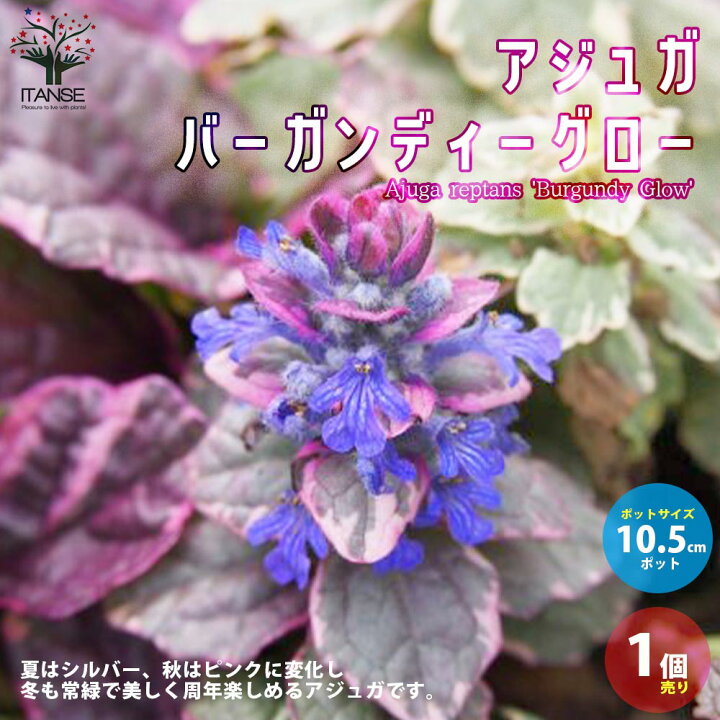 楽天市場 送料無料 アジュガバーガンディーグロー 花苗 グランドカバー 多年草10 5cmポット苗 1個売り アユガ 西洋キランソウ 十二単 西洋十二単 Ajuga Reptans Burgundy Glow ガーデニング 植物販売のｉｔａｎｓｅ楽天市場店