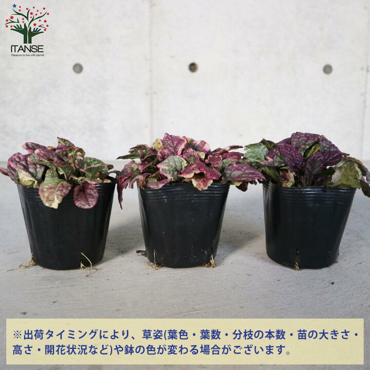 楽天市場 送料無料 アジュガバーガンディーグロー 花苗 グランドカバー 多年草10 5cmポット苗 1個売り アユガ 西洋キランソウ 十二単 西洋 十二単 Ajuga Reptans Burgundy Glow ガーデニング 植物販売のｉｔａｎｓｅ楽天市場店